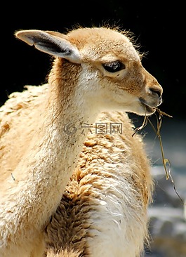 喇嘛,動(dòng)物園,動(dòng)物世界