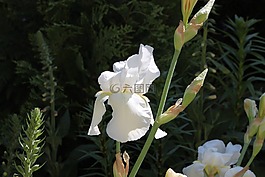 百合,性質(zhì),白