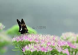 蝴蝶,蛾,昆蟲