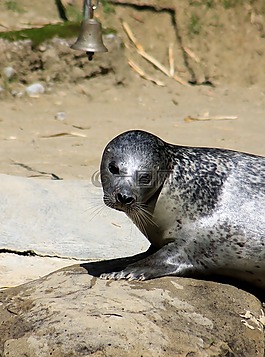 密封,動物園,水