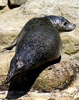 密封,動物園,水