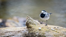 motacilla 阿尔巴,白鹡鸰,鸟