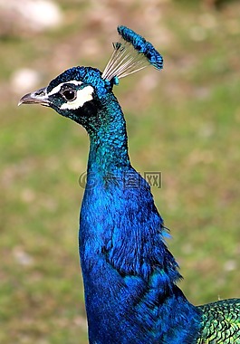 孔雀,鳥,動物