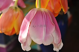 鮮花,郁金香,3月8日
