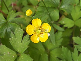 黃色,花,綠色