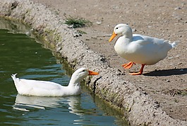鴨,鳥(niǎo),水禽
