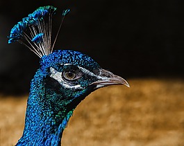 孔雀,鳥,羽毛