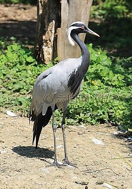 蒼鷺,鳥(niǎo),動(dòng)物園