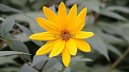 花,開花,關(guān)閉
