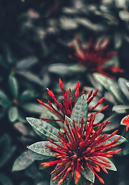 花,植物區(qū)系,自然