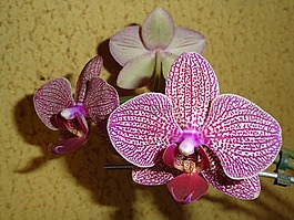 蘭花,鮮花,花園