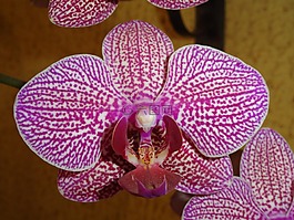 鮮花,蘭花,花園