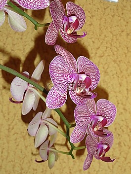 鮮花,蘭花,花園