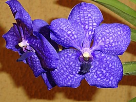 蘭花,花園,鮮花