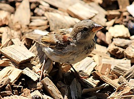 麻雀,鳥,動物