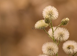白,鮮花,背景