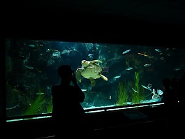 水族館,海龜,攝影師