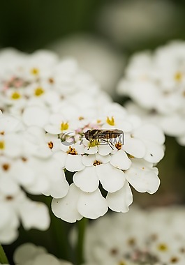 蜜蜂,花,自然