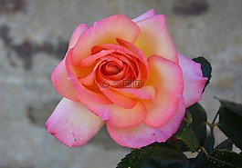 粉色,花,粉紅色的花朵