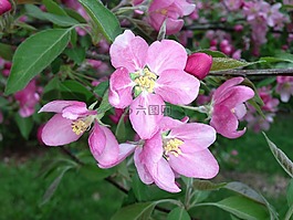 蘋果,花,蘋果花