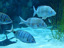 魚,水族館,游泳