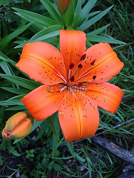 虎百合,花,黃花菜