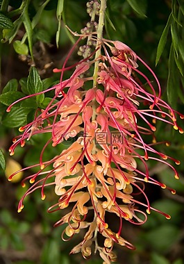 grevillea,花,澳大利亚