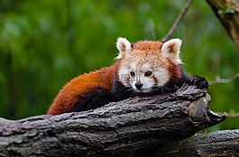 動物,特寫,可愛