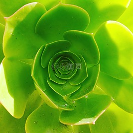 春,綠色,植物
