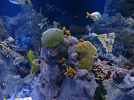 礁,珊瑚礁,海绵