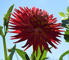 嬌琴紗,太陽(yáng),紅色