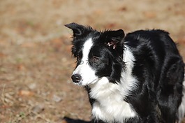 邊境牧羊犬,狗,寵物