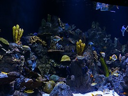 礁,珊瑚礁,海绵