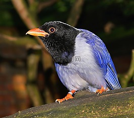 鳥,豐富多彩,性質(zhì)