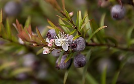 花,白,開(kāi)花