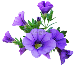花,紫色,植物