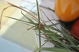 雞蛋,蛋,復(fù)活節(jié)彩蛋