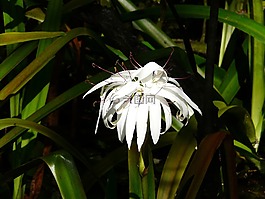 沼澤花,佛羅里達(dá)州花,大白色的花