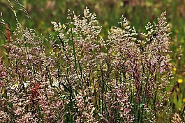 草,開(kāi)花的草,性質(zhì)