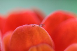 花瓣的特寫,特寫,花