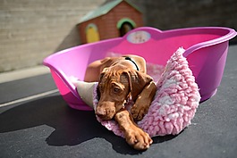 狗,狗禮品vizsla,小狗vizla