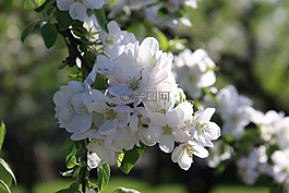 花,夏季,鮮花
