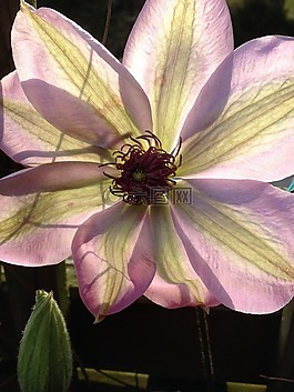 花,鐵線蓮,性質(zhì)