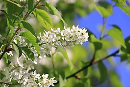 花,夏季,鮮花