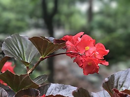紅色的花,肖像,女孩