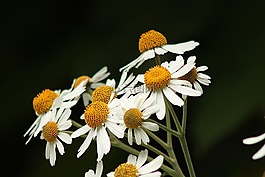 白,鮮花,背景