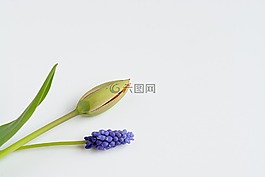 鮮花,郁金香,關(guān)閉