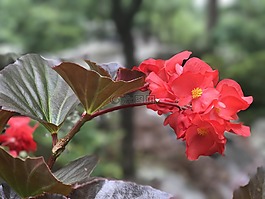 美麗的花,紅色調,紅色