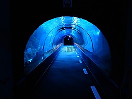 隧道,水下,水族館