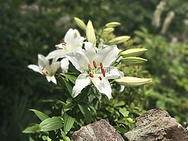 重點花,禮來公司,自然